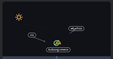 పోషణ – ఆహార సరఫరా వ్యవస్థ (Nutrition – The Food Supplying System)